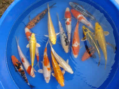 bulk koi fish