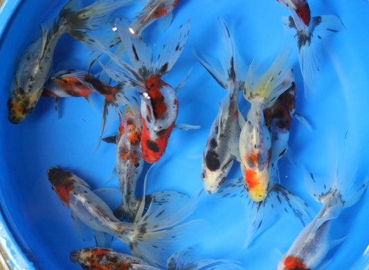 Calico Fantail Goldfish