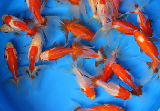 Red and White Fantail Goldfish