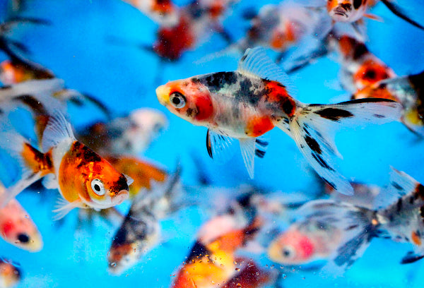 Calico Fantail Goldfish