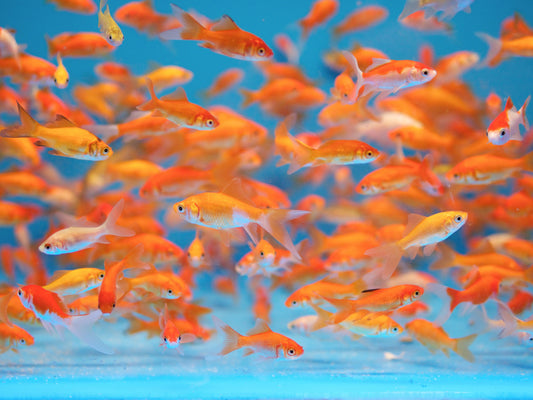 Long fin Comet goldfish